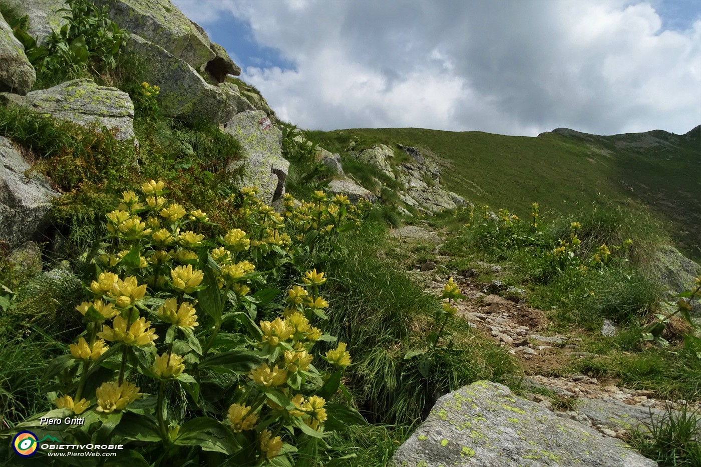 34 Estese fioriture di Genziana punteggiata (Gentiana punctata) .JPG